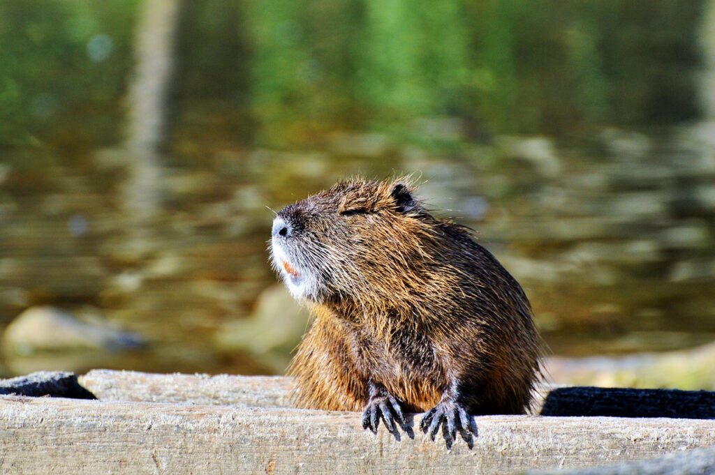 nutrie lambrata uccise con gas