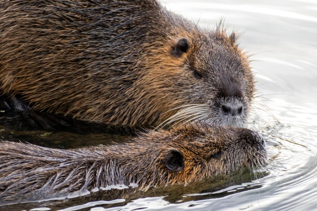 nutrie lambrata uccise con gas