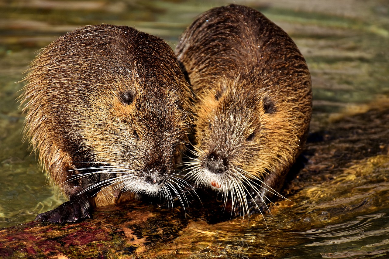 nutrie lambrata uccise con gas