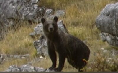 LEAL ANIMALISMO – ORSI: LA VERGOGNA DELLA PROVINCIA DI TRENTO SULLE RETI NAZIONALI