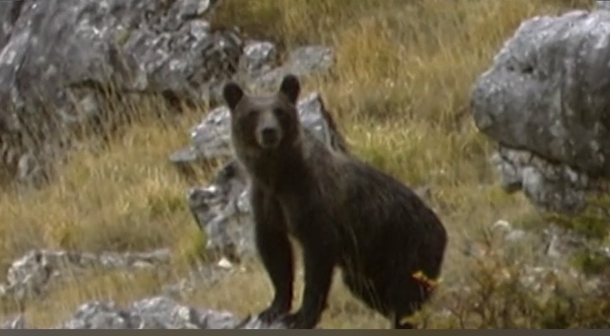 LEAL ANIMALISMO – ORSI: LA VERGOGNA DELLA PROVINCIA DI TRENTO SULLE RETI NAZIONALI