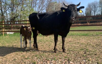 ANIMALISMO – LEAL C’E’ ANCHE PER LA MANDRIA SALVATA DA UNA CORDATA DI ASSOCIAZIONI E VOLONTARI