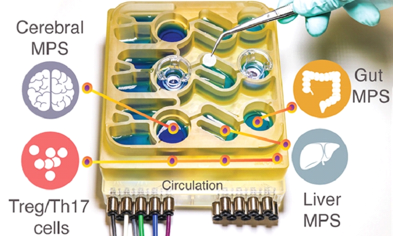 LEAL VIVISEZIONE – UN SISTEMA MULTI-ORGANO SU CHIP RIVELA AI RICERCATORI COME IL SISTEMA DIGESTIVO UMANO PU0′ INFLUIRE SULLE MALATTIE NEURODEGENERATIVE