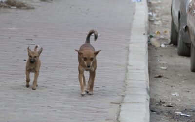 STRAGE DI CANI IN PAKISTAN. LEAL INCONTRA IL PRIMO SEGRETARIO DELL’AMBASCIATA DEL PAKISTAN A ROMA