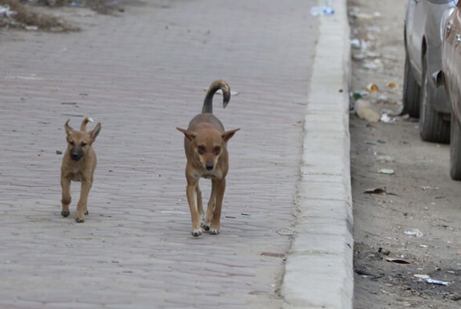 STRAGE DI CANI IN PAKISTAN. LEAL INCONTRA IL PRIMO SEGRETARIO DELL’AMBASCIATA DEL PAKISTAN A ROMA