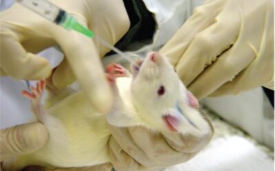 VIVISEZIONE – LEAL PER UNA RICERCA ETICA: LE PRATICHE DI ROUTINE CAUSANO SOFFERENZA, TERRORE E STRESS AGLI ANIMALI DA LABORATORIO