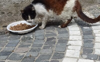 ANIMALISMO: LEAL CROCE A QUATTROZAMPE AIUTA I RANDAGI