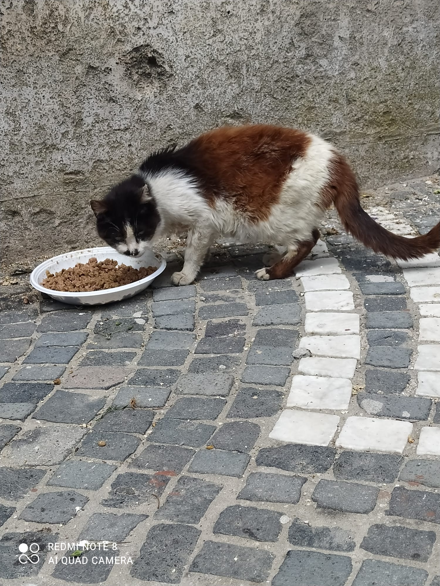 adozioni gatti quattrozampe