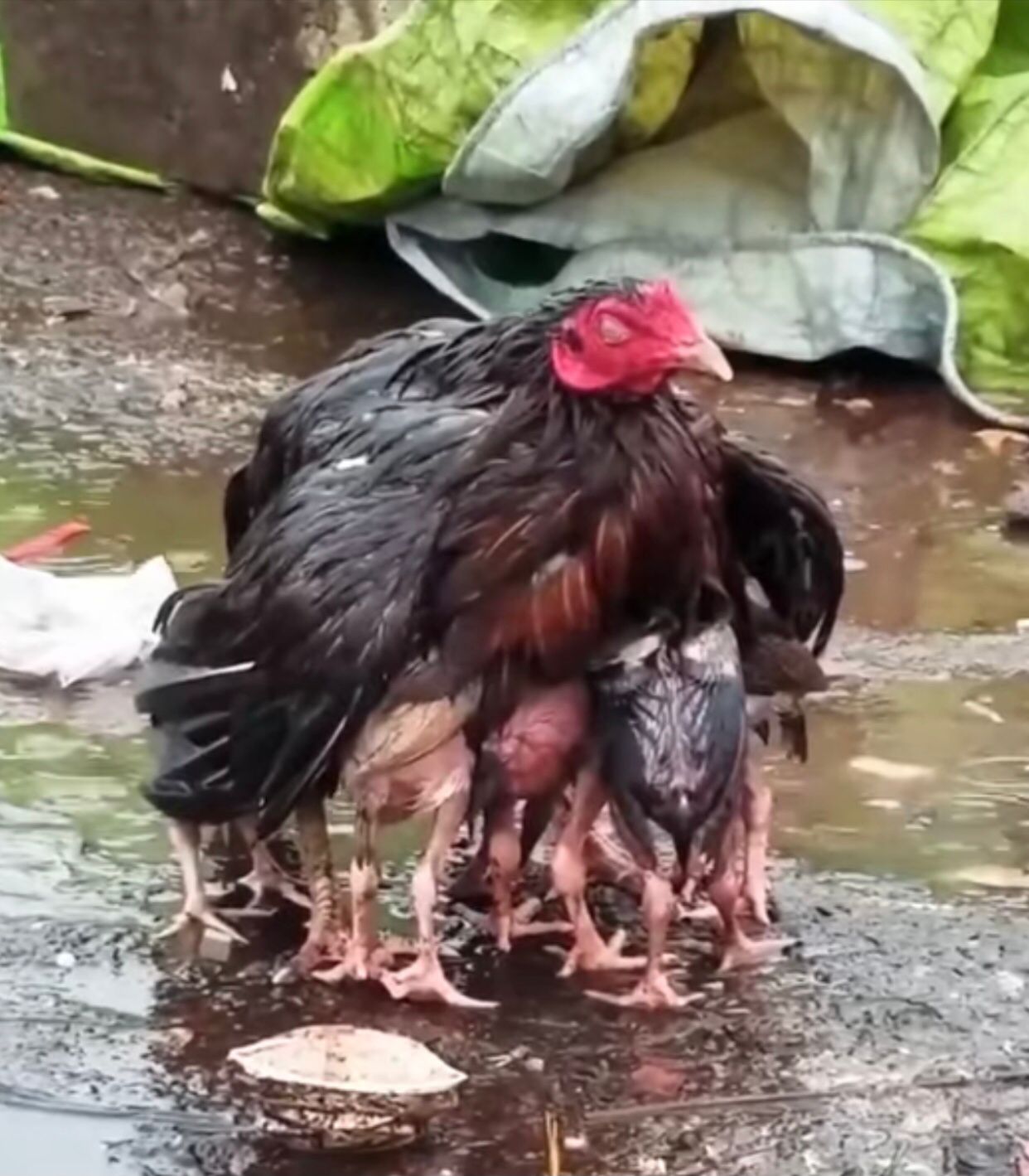 buona festa della mamma da LEAL