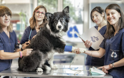 CONVENZIONE LEAL CON LA CLINICA VETERINARIA SETTALA ANCHE PER I SOCI