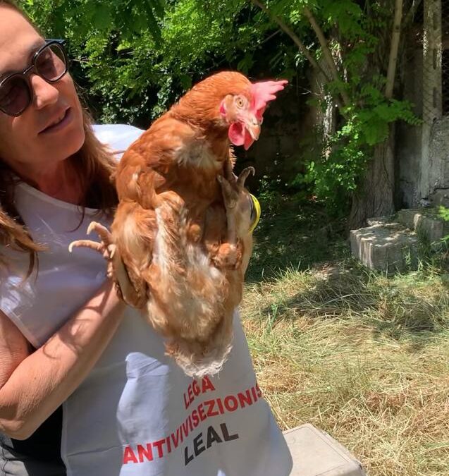 ANIMALISMO – IL VIAGGIO VERSO LA VITA DELLE 500 GALLINE SALVATE DA LEAL. DAL SUD DELLA SARDEGNA A SASSARI E IN ALTRI LUOGHI DELL’ISOLA