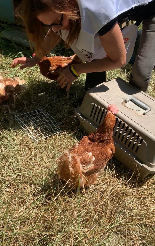 galline salvate destinate al mattatoio