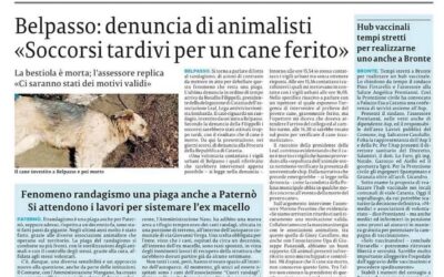 ANIMALISMO – LEAL SEZIONE CATANIA DENUNCIA IL MANCATO SOCCORSO DI UN CANE