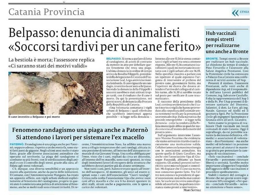 ANIMALISMO – LEAL SEZIONE CATANIA DENUNCIA IL MANCATO SOCCORSO DI UN CANE