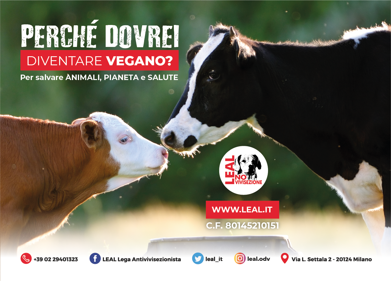 perchè diventare vegan