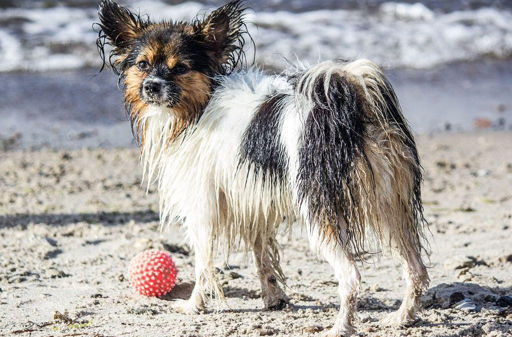 LEAL INTERVIENE: DIANO MARINA NON È’ DOG FRIENDLY – I CANI NON POSSONO ACCEDERE ALLE SPIAGGE!