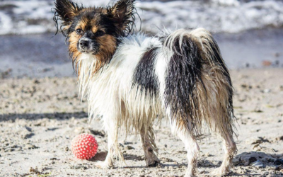 LEAL INTERVIENE: DIANO MARINA NON È’ DOG FRIENDLY – I CANI NON POSSONO ACCEDERE ALLE SPIAGGE!