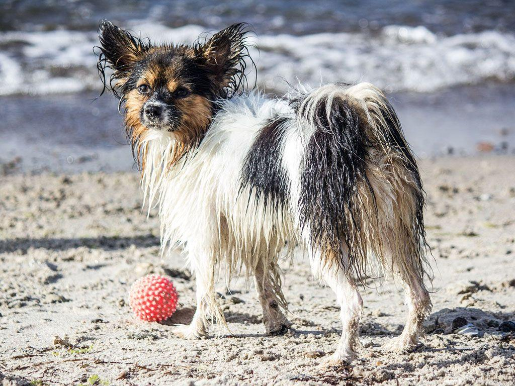 DIANO MARINA NON È' DOG FRIENDLY: I CANI NON POSSONO ACCEDERE ALLE SPIAGGE