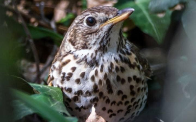 IL TAR ACCOGLIE IL RICORSO DI ASSOCIAZIONE VITTIME DELLA CACCIA CON INTERVENTO AD ADIUVANDUM DI LEAL E OIPA E IMPONE UN LIMITE ALLA CACCIA DI ALCUNE SPECIE