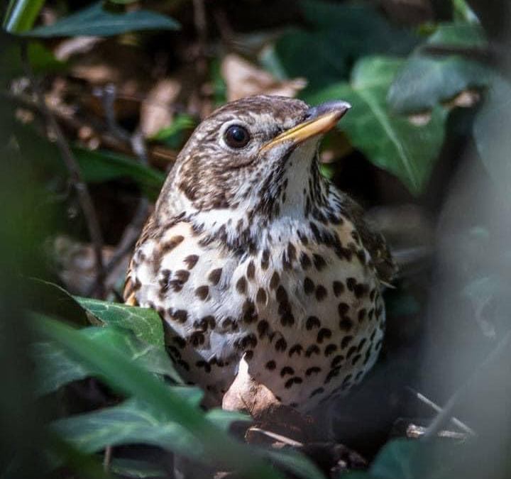 IL TAR ACCOGLIE IL RICORSO DI ASSOCIAZIONE VITTIME DELLA CACCIA CON INTERVENTO AD ADIUVANDUM DI LEAL E OIPA E IMPONE UN LIMITE ALLA CACCIA DI ALCUNE SPECIE