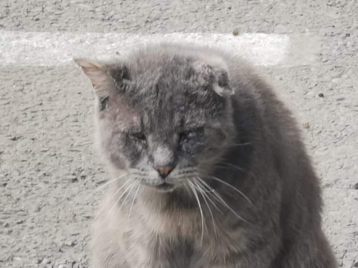 KIT IL GATTO RANDAGIO SALVATO DAL PRESIDENTE DI LEAL