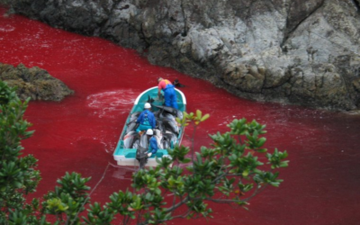 IL GIAPPONE ANNUNCIA LA QUOTA DEL MASSACRO DI DELFINI 2021/2022