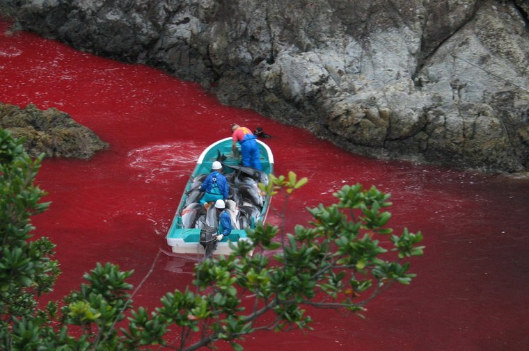 IL GIAPPONE ANNUNCIA LA QUOTA DEL MASSACRO DI DELFINI 2021/2022