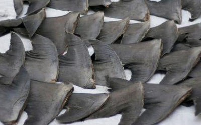 LEAL SOSTIENE UFFICIALMENTE LA CAMPAGNA STOP FINNING! PUOI FARLO ANCHE TU… BASTA UNA FIRMA ONLINE