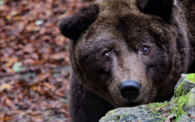 LEAL ANIMALISMO – IN RICORDO DI BRUNO VOLATO VIA PER SEMPRE