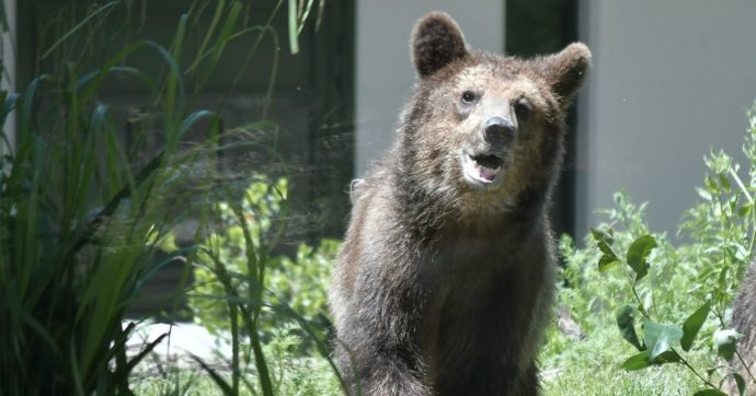 LA GUERRA PER GLI ORSI – IL PARERE DI ISPRA: M57 E’ PERICOLOSO