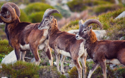 LEAL ANIMALISMO BREAKING NEWS – I BIOLOGI CHIEDONO LO STOP ALLA MATTANZA DEI MUFLONI ALL’ISOLA DEL GIGLIO