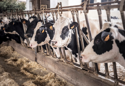 LEAL ANIMALISMO – I MAIALI, LE MUCCHE, LE GALLINE E I PESCI NON VOGLIONO LE ETICHETTE! VOGLIONO VIVERE LIBERI