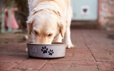 CIOTOLE PIENE SOTTO ALL’ALBERO DI LEAL PER I CANI E I GATTI IN DIFFICOLTÀ!