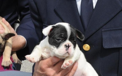 LEAL: “CHE IL NATALE NON SIA LA CONDANNA PER CUCCIOLI PROVENIENTI DALL’EST! ADOTTA UN CANE DA UN RIFUGIO!”