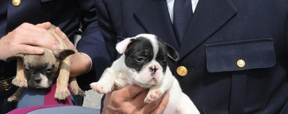 LEAL: “CHE IL NATALE NON SIA LA CONDANNA PER CUCCIOLI PROVENIENTI DALL’EST! ADOTTA UN CANE DA UN RIFUGIO!”