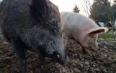 L’ OLOCAUSTO ANIMALE CONTINUA:STERMINIO DI MASSA PER CINGHIALI E SUINI E PER GLI ANIMALI NON C’E’ ANCORA UN GIORNO DELLA MEMORIA