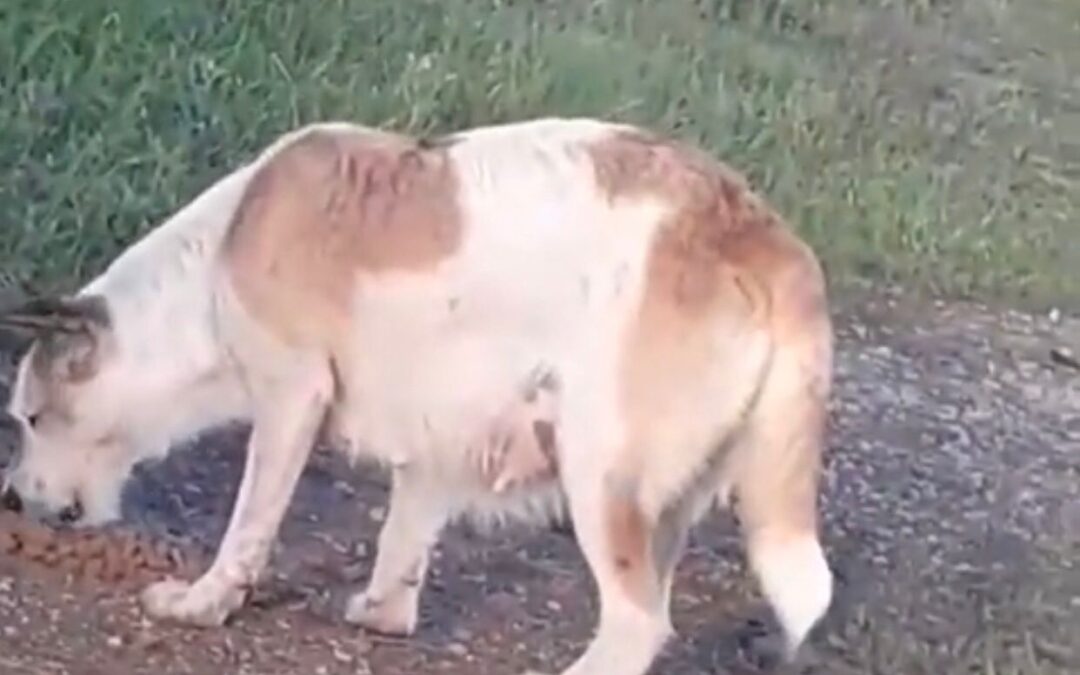 APPELLO URGENTE DALLA SEZIONE LEAL DI CORATO PER I RANDAGI DEL TERRITORIO