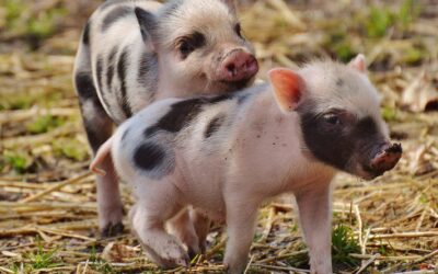 PETIZIONE – PESTE SUINA IN LIGURIA E PIEMONTE ENTRA ANCHE TU IN AZIONE PER FERMARE GLI ABBATTIMENTI DI MAIALI E CINGHIALI ANCHE SE SANI!