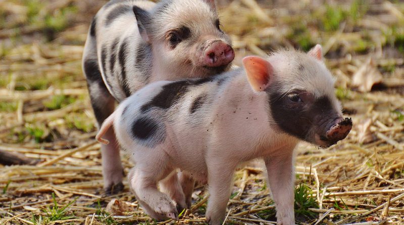 PETIZIONE – PESTE SUINA IN LIGURIA E PIEMONTE ENTRA ANCHE TU IN AZIONE PER FERMARE GLI ABBATTIMENTI DI MAIALI E CINGHIALI ANCHE SE SANI!