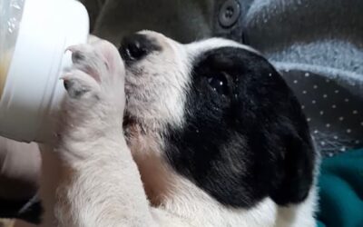 I CUCCIOLI DI CANE ABBANDONATI AL GELO E RECUPERATI DA LEAL STANNO BENE!