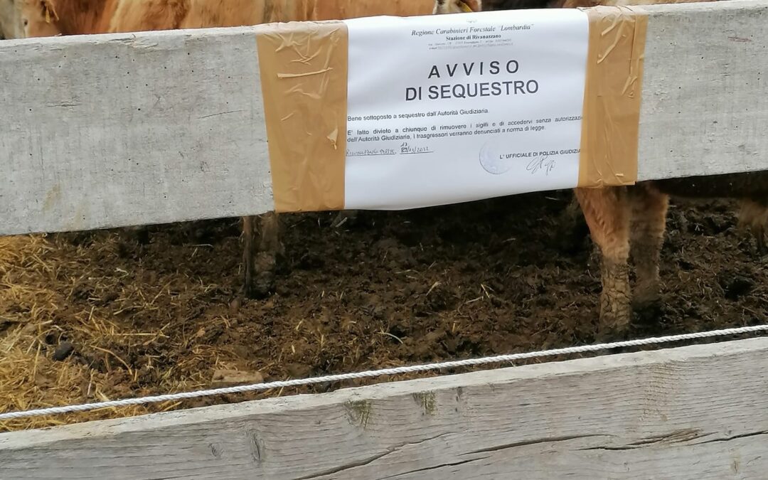 SEQUESTRATI I BOVINI SOPRAVVISSUTI AL MALTRATTAMENTO NELLA CASCINA DEGLI ORRORI