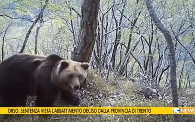 TELECOLOR PARLA DELLA SENTENZA SALVA ORSI DEL CONSIGLIO DI STATO SU RICORSO DI LEAL