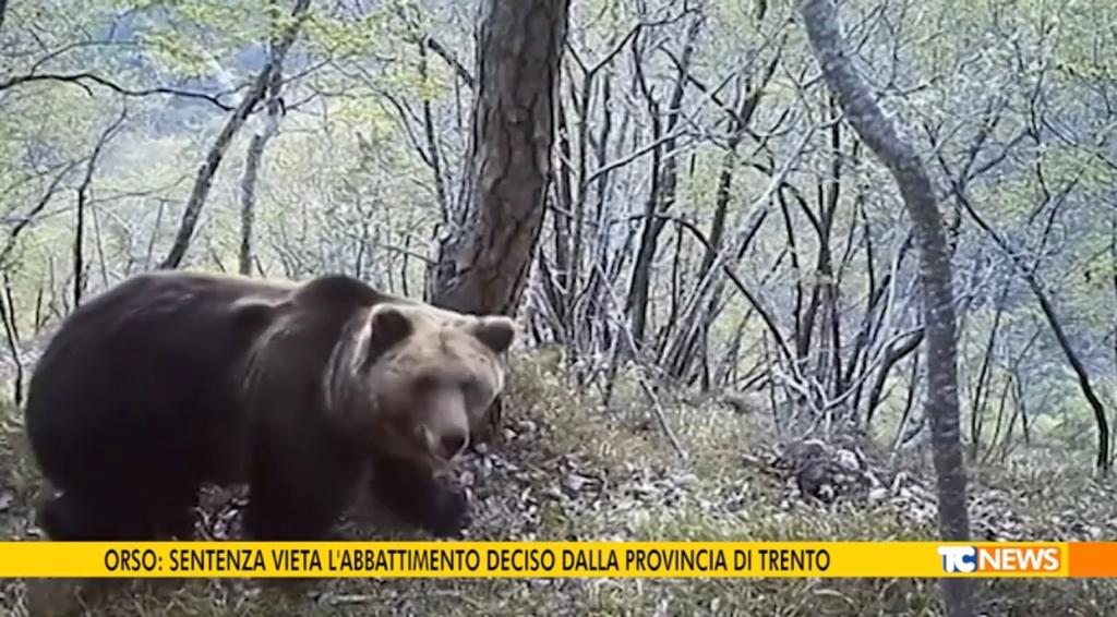 TELECOLOR PARLA DELLA SENTENZA SALVA ORSI DEL CONSIGLIO DI STATO SU RICORSO DI LEAL