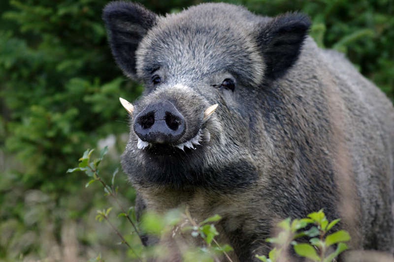 MAIALI E CINGHIALI POSSONO ESSERE REGISTRATI ALLA BANCA NAZIONALE DELLA  ZOOTECNIA COME NON DESTINATI ALLA PRODUZIONE DI ALIMENTI! UN  RICONOSCIMENTO SENZA PRECEDENTI!