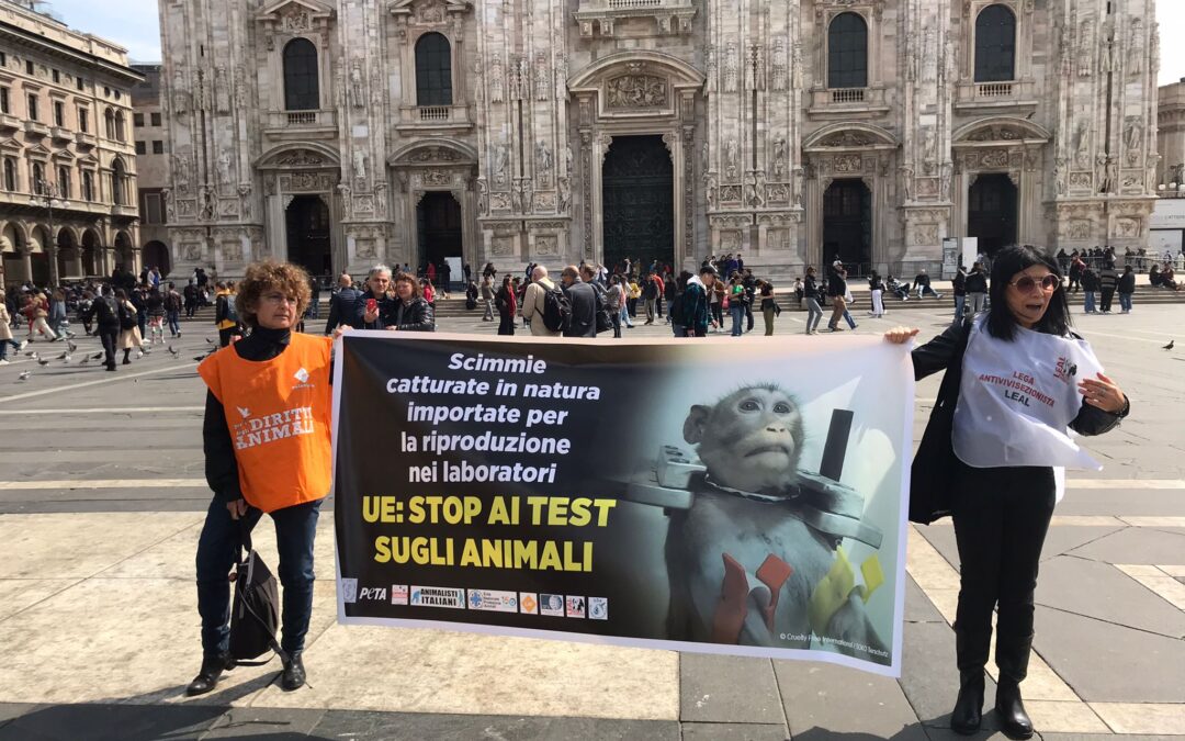 Flash mob a Milano “Scimmia in lacrime” lasciata incustodita in Piazza Duomo