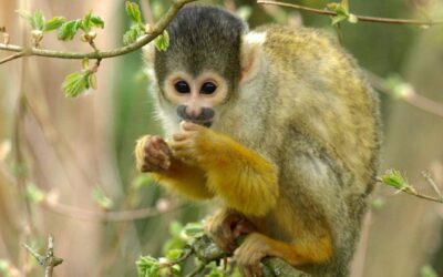 PIENI DIRITTI GIURIDICI PER GLI ANIMALI SELVATICI IN ECUADOR