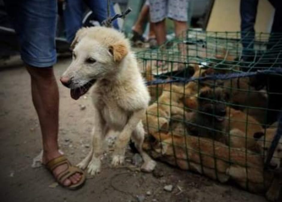 CINA SONO POLIZIA E ATTIVISTI FERMANO UN CAMION E SEQUESTRANO 386 CANI DESTINATI AL MACELLO