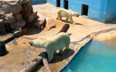 ORSI POLARI NELLO ZOO DI FASANO IN PUGLIA. DEVONO ESSERE LIBERATI. FIRMA LA PETIZIONE!