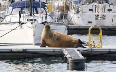 FREYA NON C’È PIÙ! È STATA ASSASSINATA ALLA BAIA DI OSLO. MAIL BOMBIMG: SCRIVIAMO ALL’AMBASCIATA