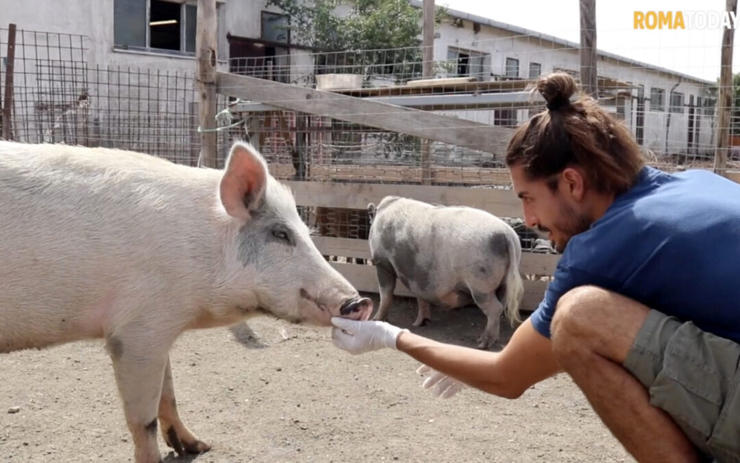 Sfattoria degli ultimi. Nuovo decreto del TAR. Commento delle associazioni animaliste